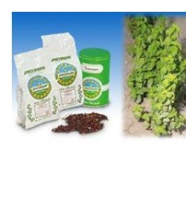 MENTA PIP BIO FGL TT 1000G