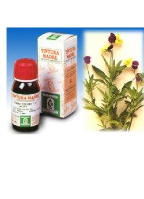 VIOLA DEL PENSIERO 32 50ML TM