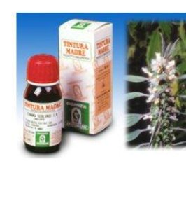 CARDIACA 16 50ML TM