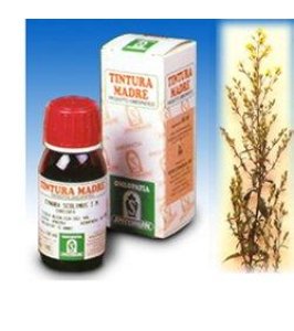 VERGA ORO 26 50ML TM SPECCH
