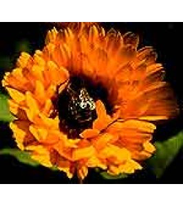 CALENDULA EI GOCCE 50ML