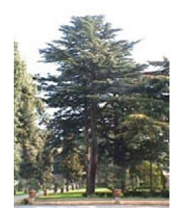 MSA CEDRUS LIBANI 50ML HERBOPLAN