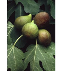 MSA FICUS CARICA 50ML HERBOPL