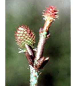 MSA PINUS MONTANA 50ML