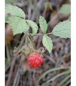 MSA RUBUS IDAEUS 50ML