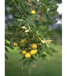 MSA SORBUS DOMESTICA 50ML