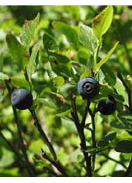 MSA VACCINIUM MYRTIL 50ML