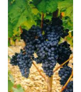 MSA VITIS VINIFERA 50ML