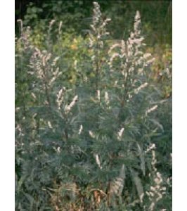 TSA ARTEMISIA VULGARIS 50ML