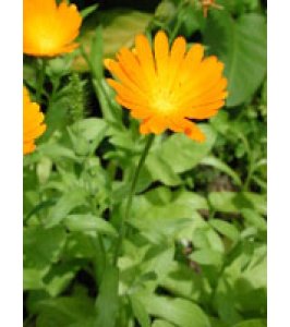 TSA CALENDULA OFFICINALIS 50ML