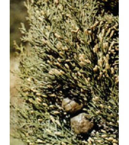 TSA CUPRESSUS SEMPERVIRENS50ML