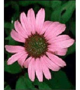 TSA ECHINACEA ANGUSTIFOLIA50ML