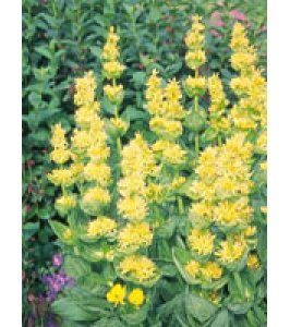 TSA GENTIANA LUTEA 50ML