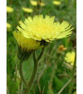 TSA HIERACIUM PILOSELLA 50ML