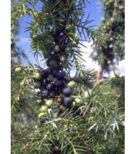TSA JUNIPERUS COMMUNIS 50ML