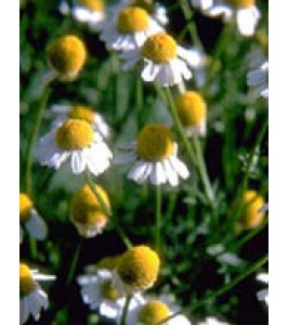 TSA MATRICARIA CHAMOMILLA 50ML