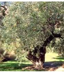 TSA OLEA EUROPEA 50ML