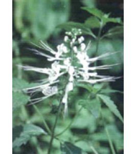 TSA ORTHOSIPHON STAMINEUS 50ML