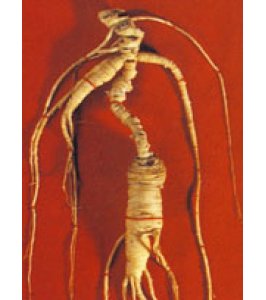 TSA PANAX GINSENG 50M
