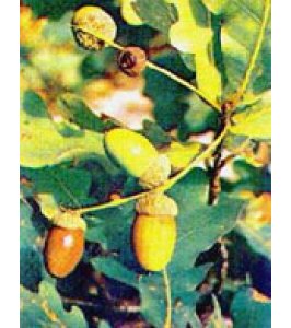 TSA QUERCUS ROBUR 50ML