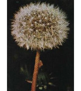 TSA TARAXACUN OFFICINALIS 50ML