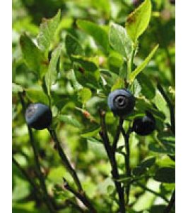 TSA VACCINIUM MYRTILLUS 50ML