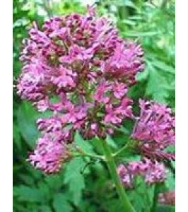 TSA VALERIANA OFFICINALIS 50ML