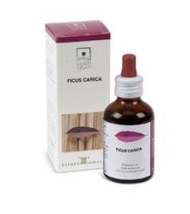 FICUS CARICA 50ML STV