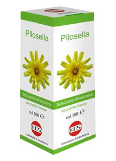 PILOSELLA SOL IAL PIANTA FR100