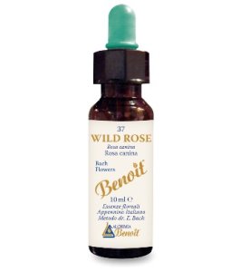 BENOIT FIORI DI BACH WILD ROSE