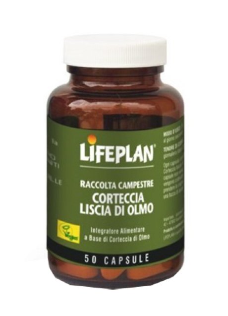CORTECCIA LISCIA DI OLMA 50CPS