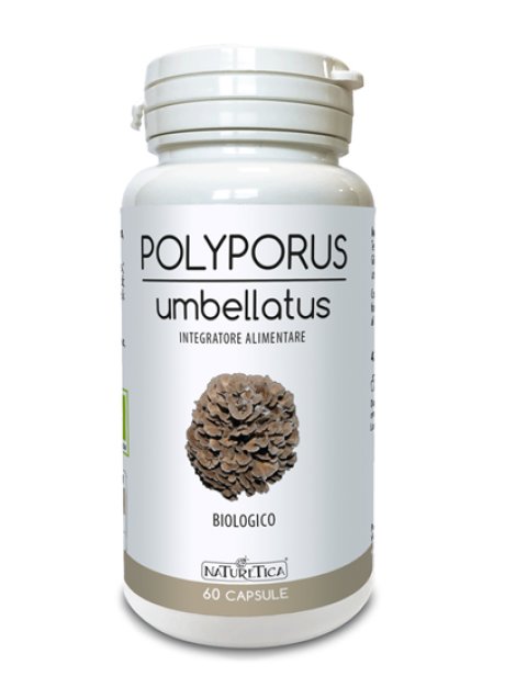 POLYPORUS UMBELLATUS 60CPS