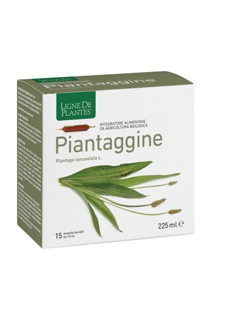 PIANTAGGINE 15AMPOLLE