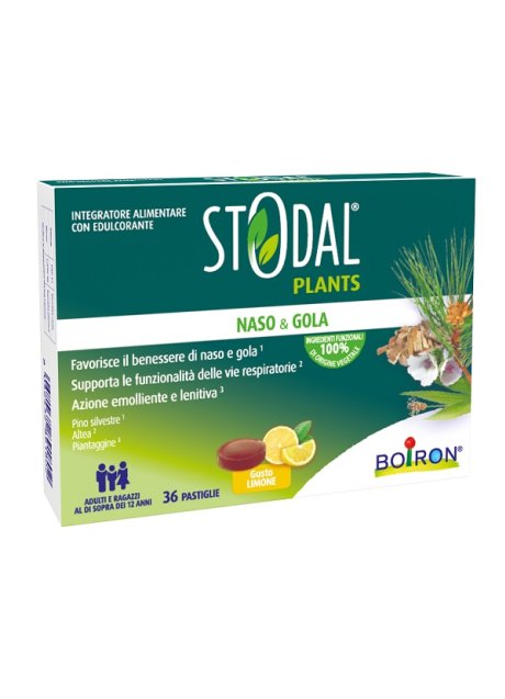 STODAL PLANTS LIMONE 36PAST