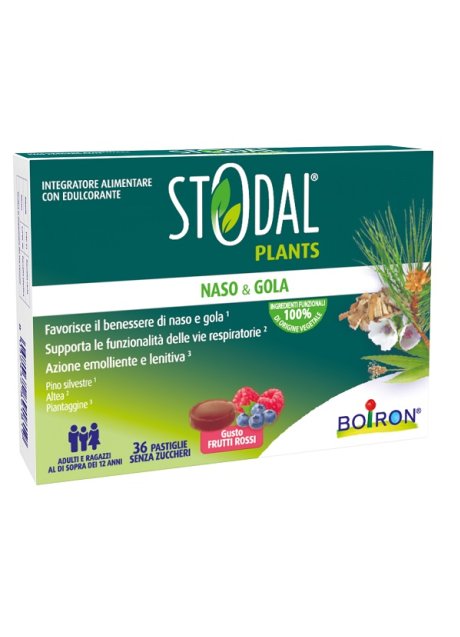 STODAL PLANTS FRUTTI RO 36PAST